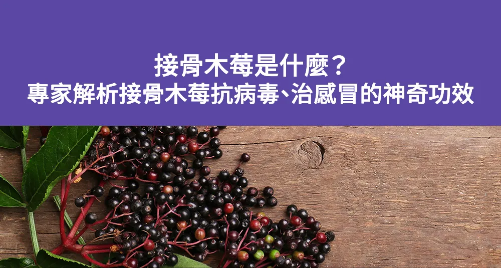 接骨木莓是什麼？專家解析接骨木莓抗病毒、治感冒的神奇功效